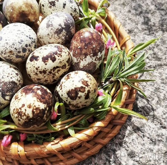 Перепелинные яйца домашние