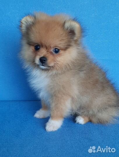 Щенки шпица