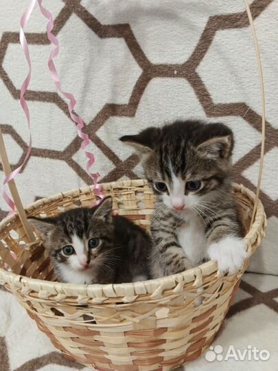 Котик 1 мес