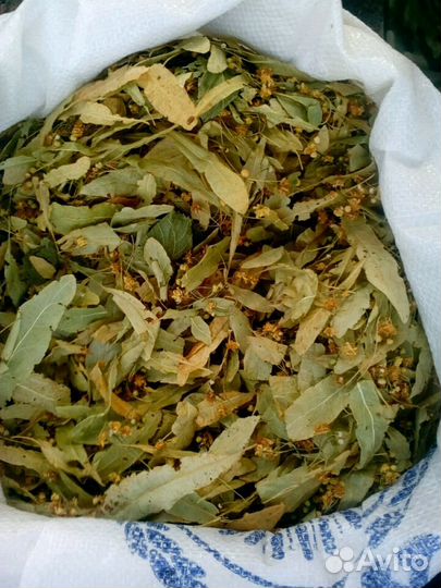 Травы,сборы