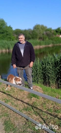 Английский бульдог,вязка