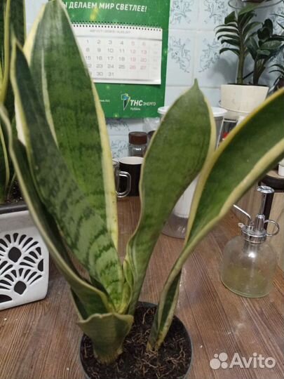 Сансивиерия футура сеперба