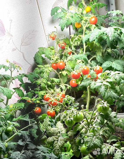 Рассада карликовых томатов для дома