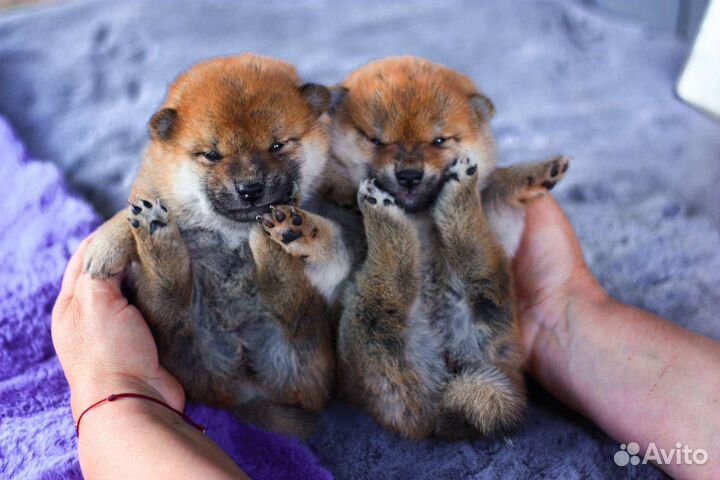 Девочки Сиба ину