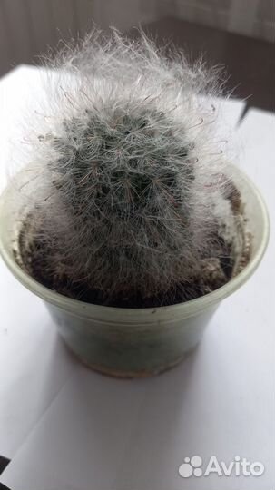 Продам цветы комнатные:кислица,маранта,герань