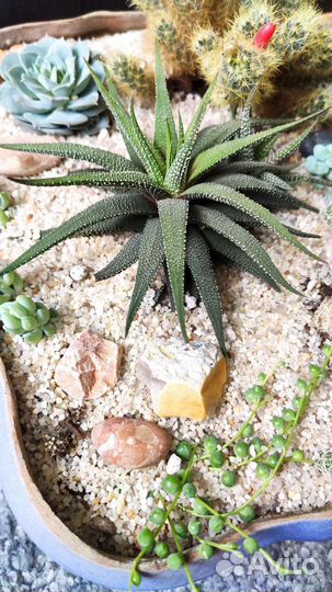 Композиция из кактусов и суккулентов