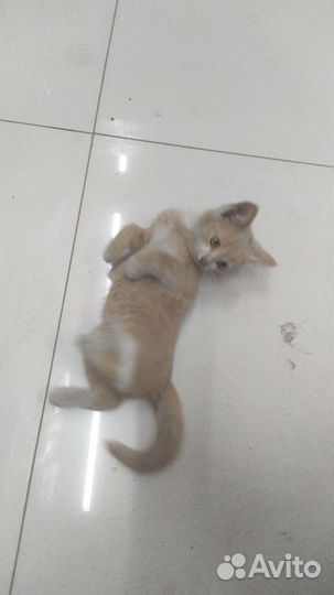Кот
