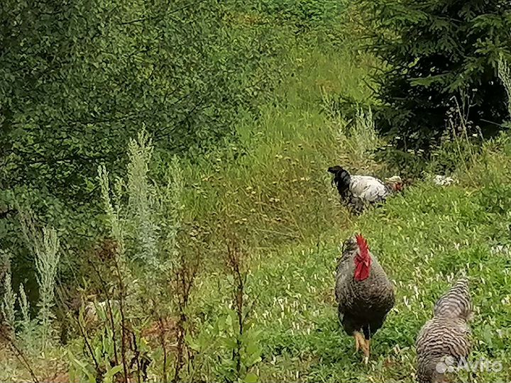 Петушок амрокс