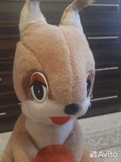 Белка домашняя