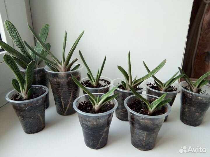 Гастерия, хавортия, маммиллярия