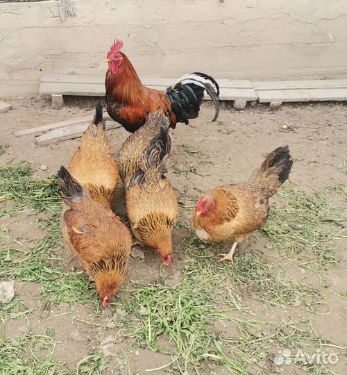 Инкубационное яйцо