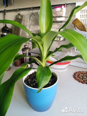 Пальма драцена