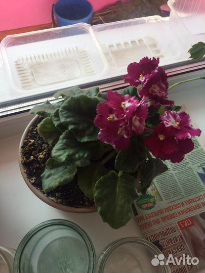 Комнатные растения цветы