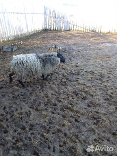 Продам барашка
