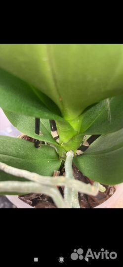 Орхидея бабочка -пелор