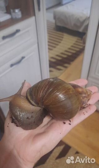 Улитки Ахатины большие