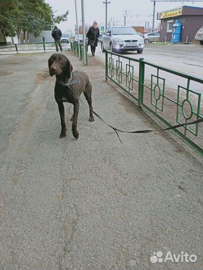 Отлов собак