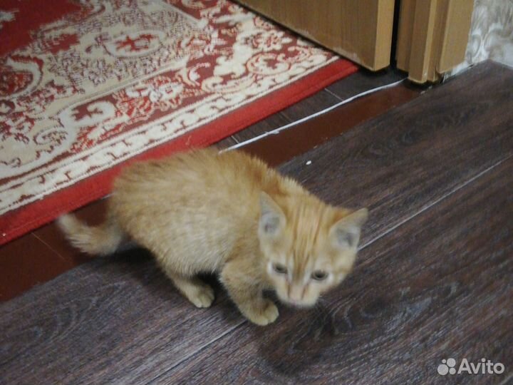 Рыжее счастье в добрые ручки