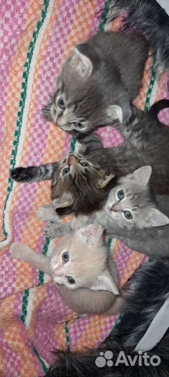 Кошка в дар