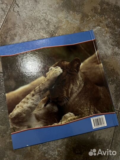 Первое знакомство Львы