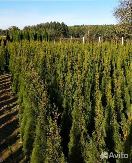 Туя Смарагд опт из питомника в Беларуси самовывоз