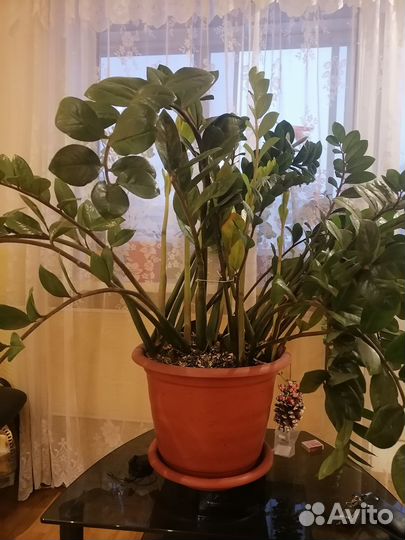 Комнатные растения цветы большие