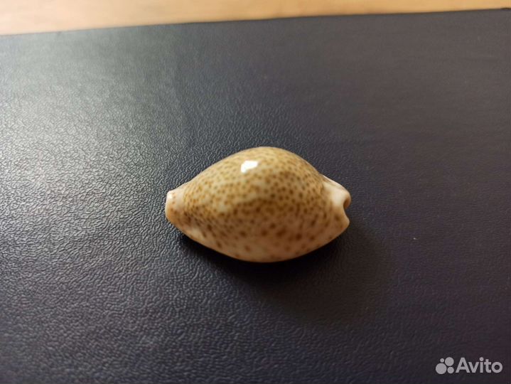 Морская раковина