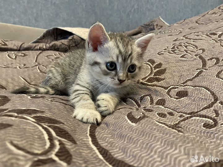 Даром Шотланский котенок