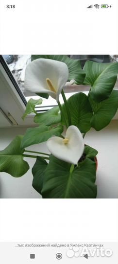 Калла эфиопская