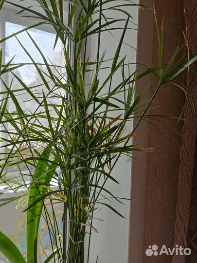 Комнатные цветы