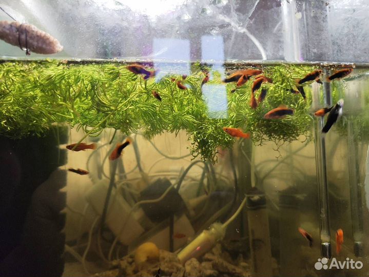 Аквариумные рыбки