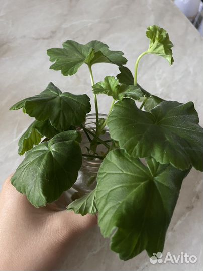 Пеларгония герань