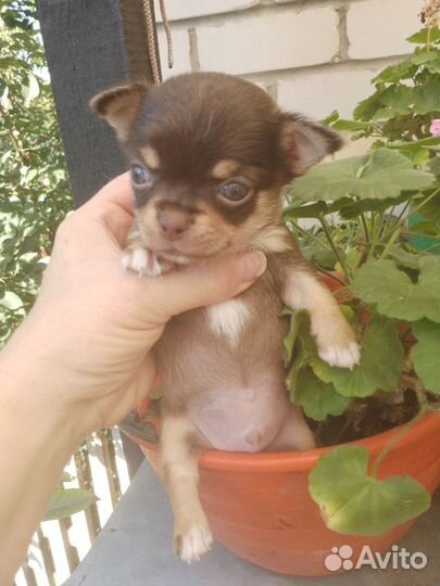 Мальчик чихуа хуа мини