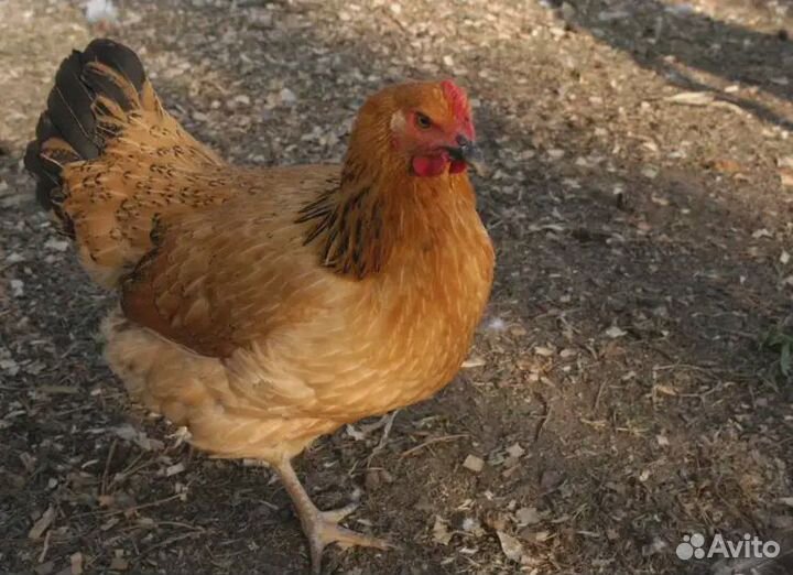 Суточные цыплята Кучинская Юбилейная