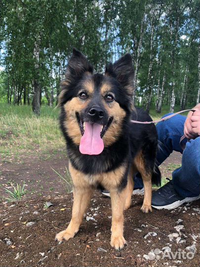 Маленькую Грету предали и бросили хозяева