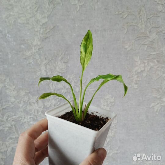 Спатифиллум Дели Индонезия желтыйвар