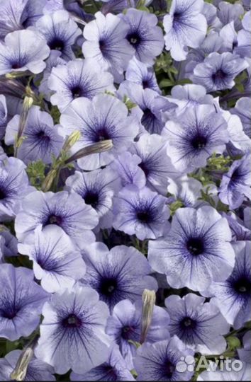 Петуния сортовая рассада в 0.5л