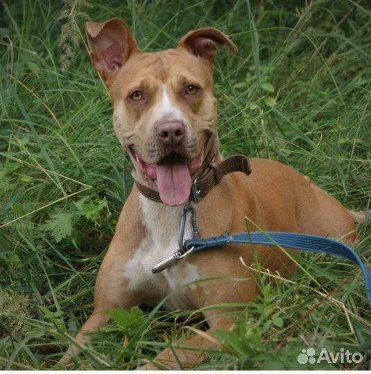 Красавица Трамбита в добрые руки