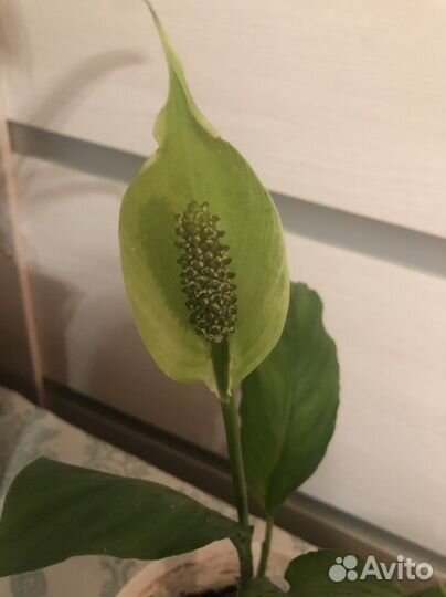 Спатифиллум уоллиса