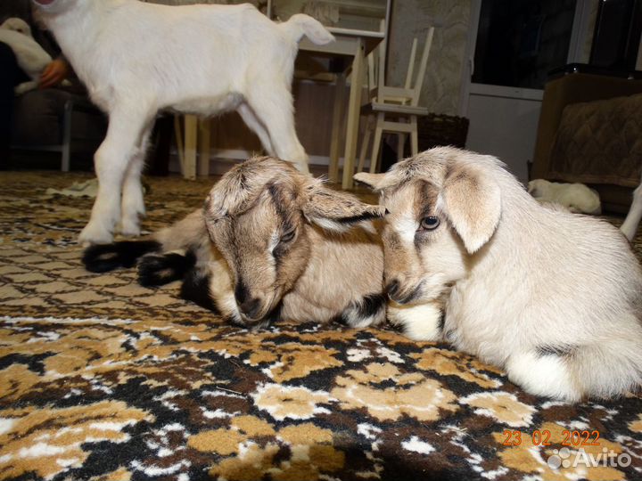 Козье молоко