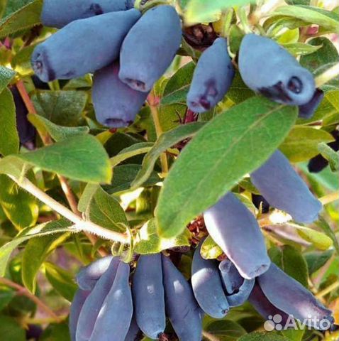 Жимолость садовая (крупная, сладкая) купить в Иркутске | Товары для ...