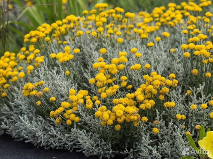 Сантолина серебристая кипарисовидная