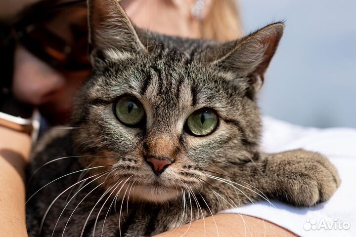 Ищет дом кошечка