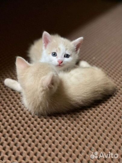 Котята турецкой ангоры