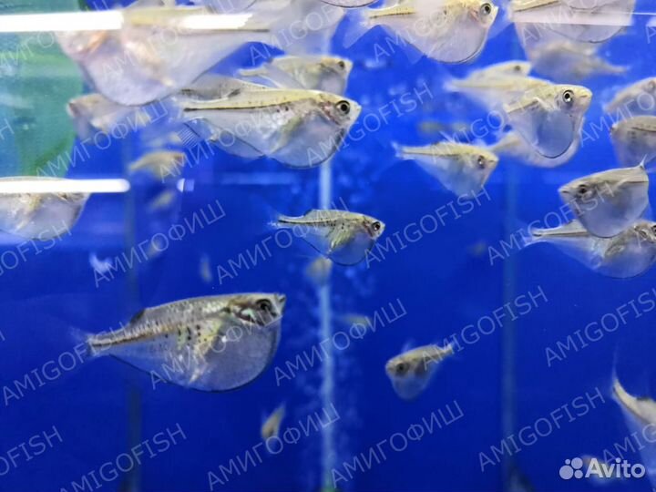 Клинобрюшка серебряная (Gasteropelecus sternicla)