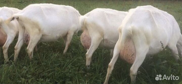 Зааненская коза