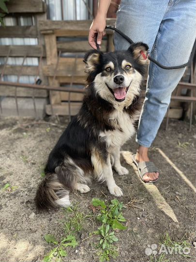 Собака в добрые руки