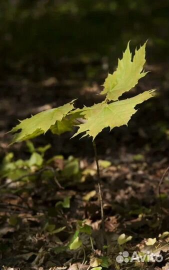 Саженцы клена остролистного