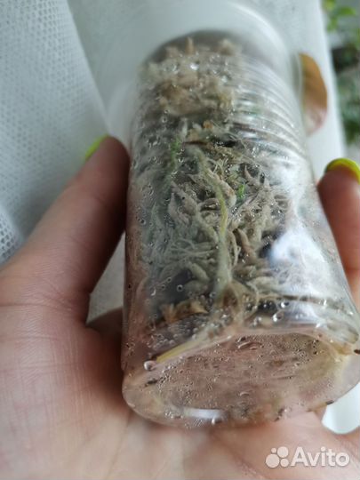 Эпипремнум хеппи лиф, филодендрон миканс