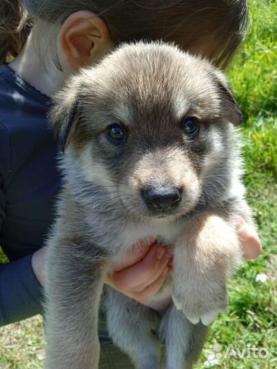 Щеночек Лапка